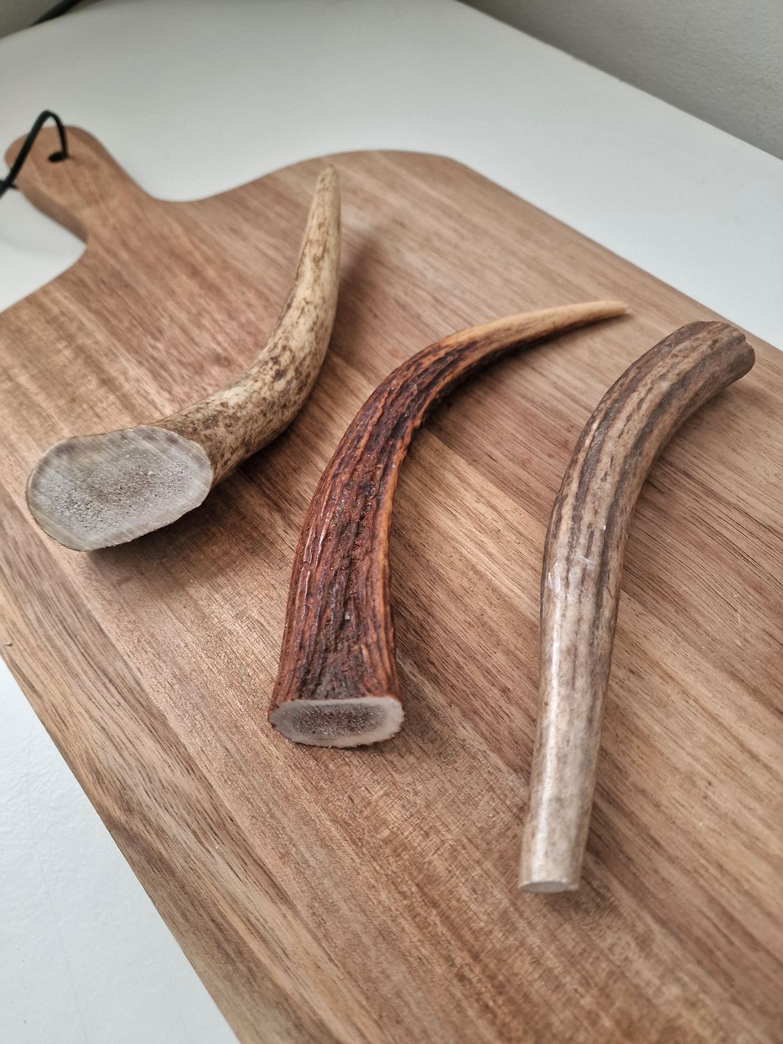 Deer antler (Meduim)🦌
