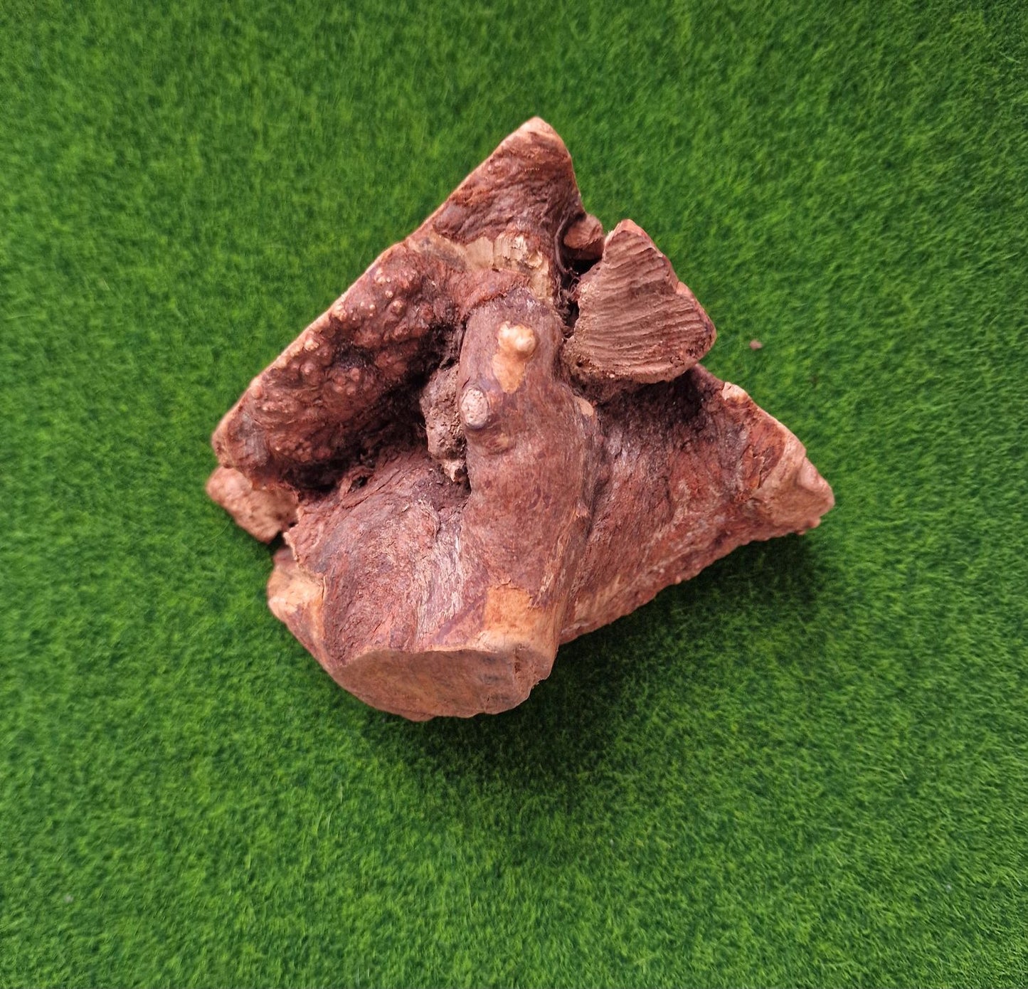 Root Chew - Medium