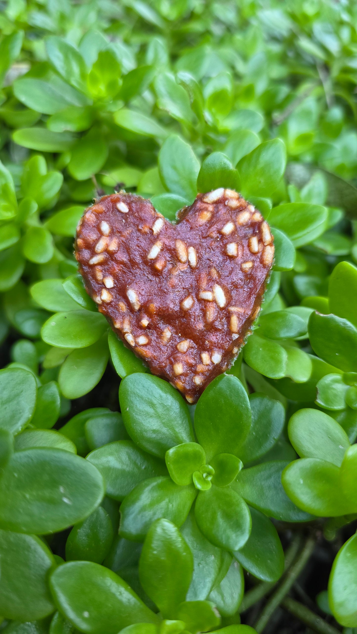 Duck & rice hearts š¦š