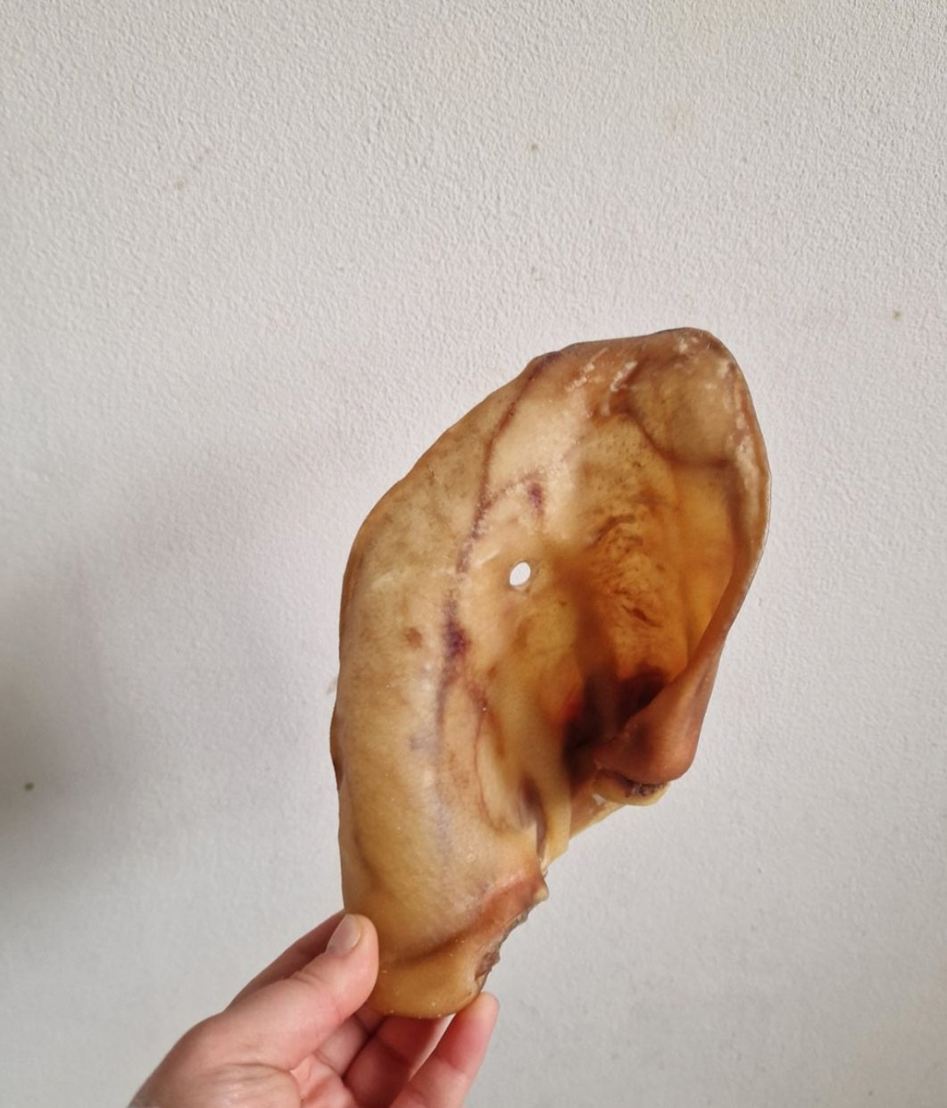 XL pork pigs ear