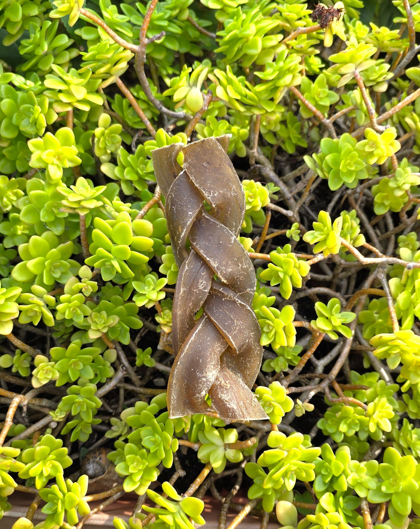 Camel Braid