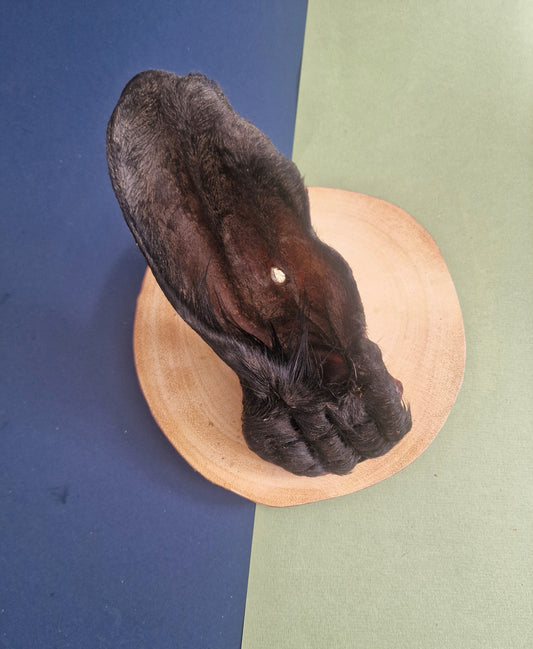 Hairy meaty cow ear🐄🐮