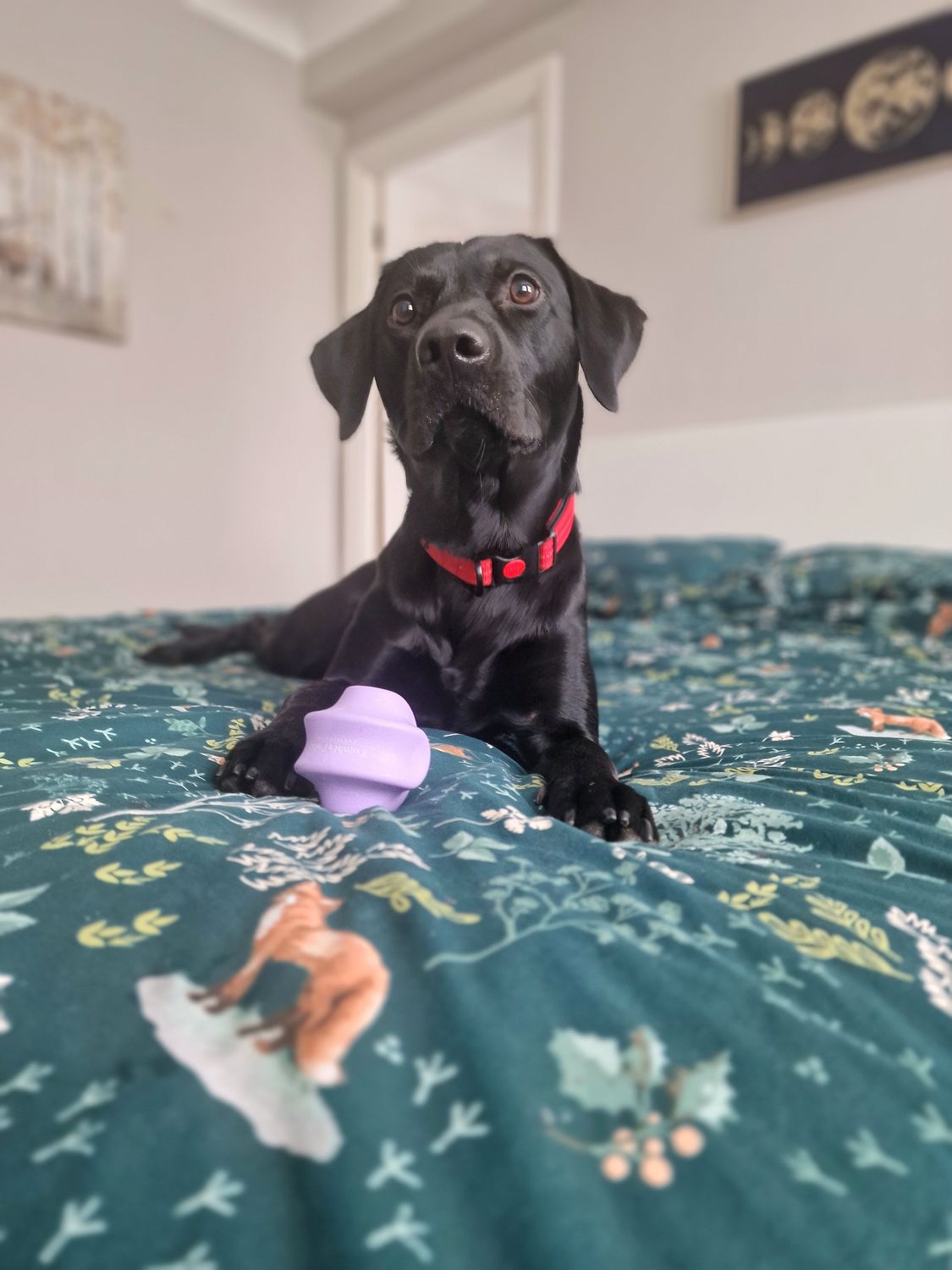 Tumble Twist -Enrichment toys