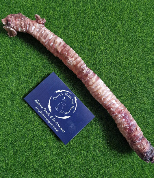 Anco Goat Trachea🐐