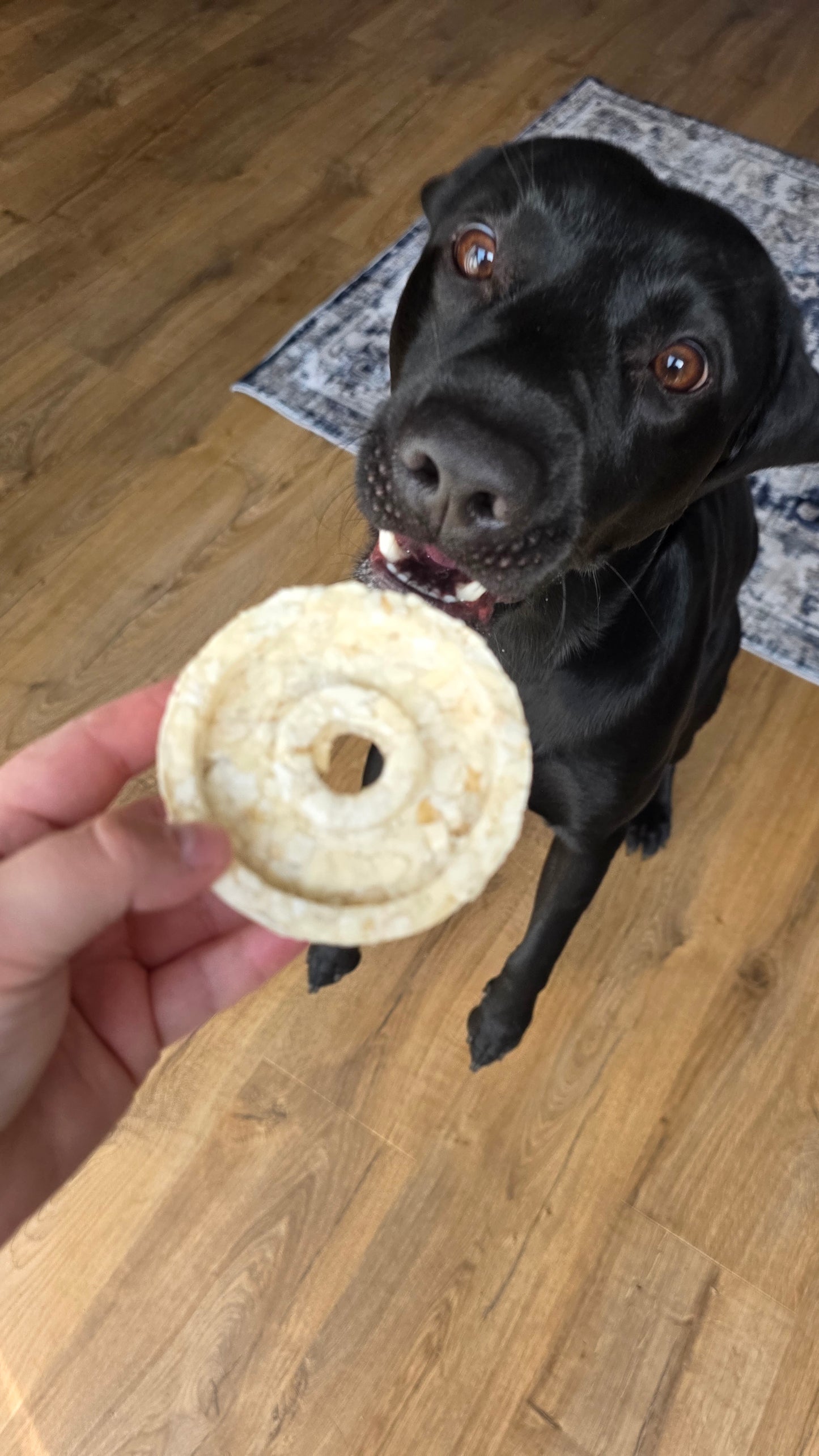 Buffalo collagen bagel 🥯 🦬🐃