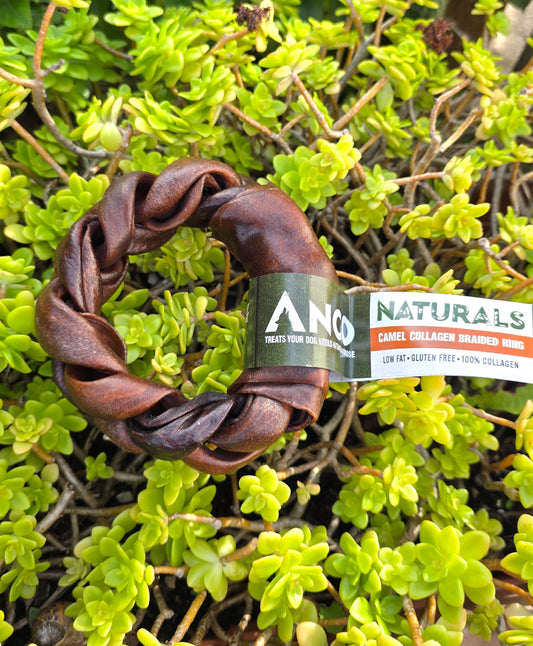 Anco collagen camel ring