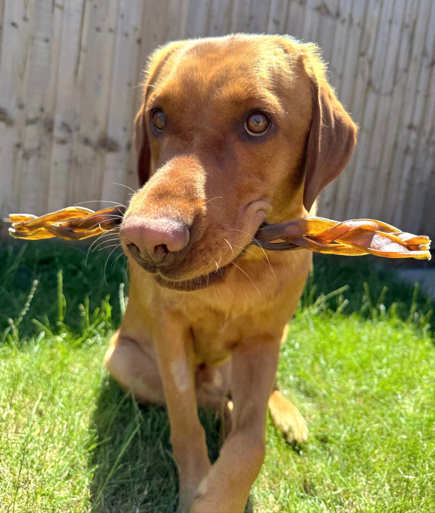 Camel skin braid  - Large 30cm🐫