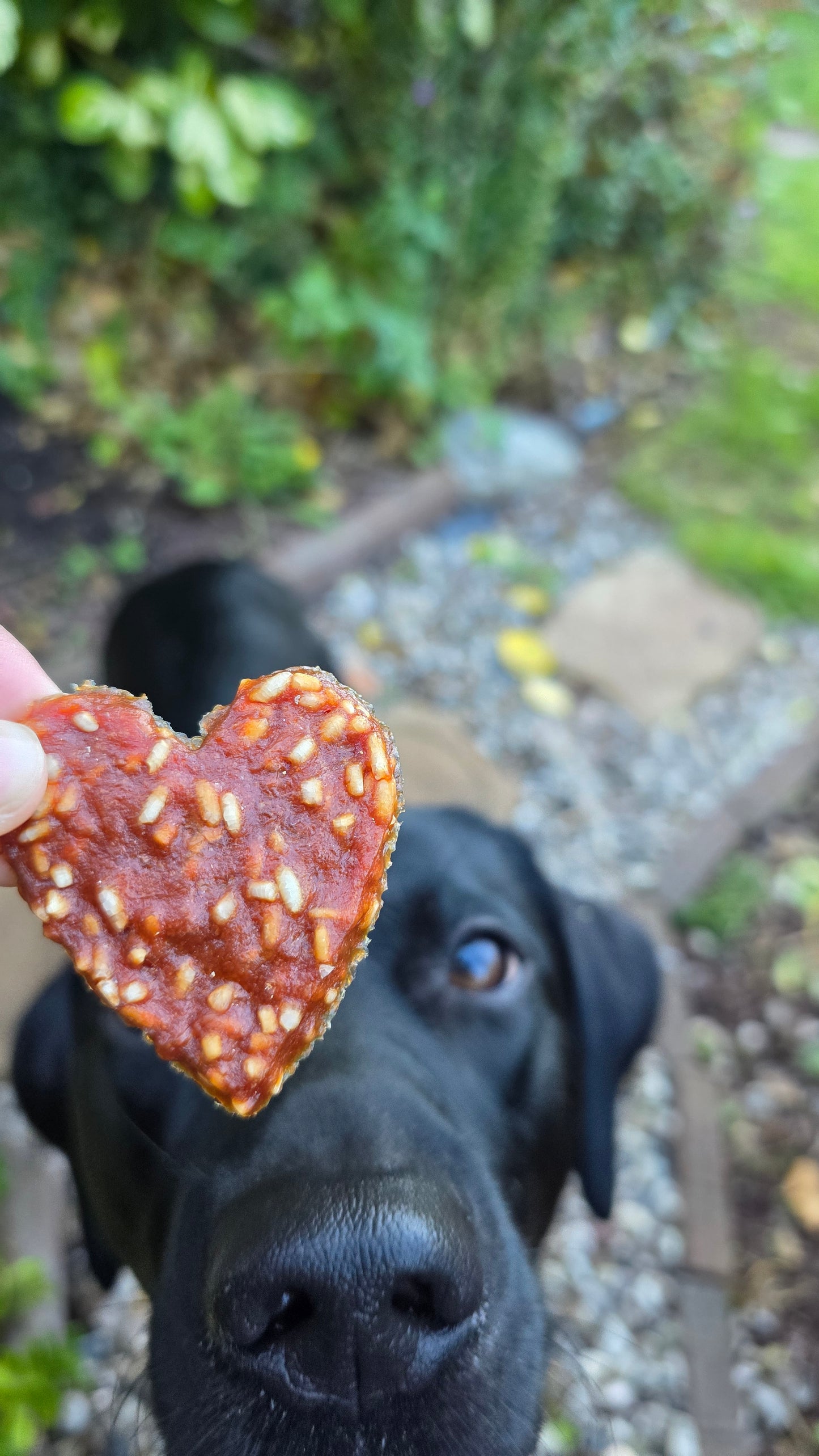 Duck & rice hearts 🦆🍚