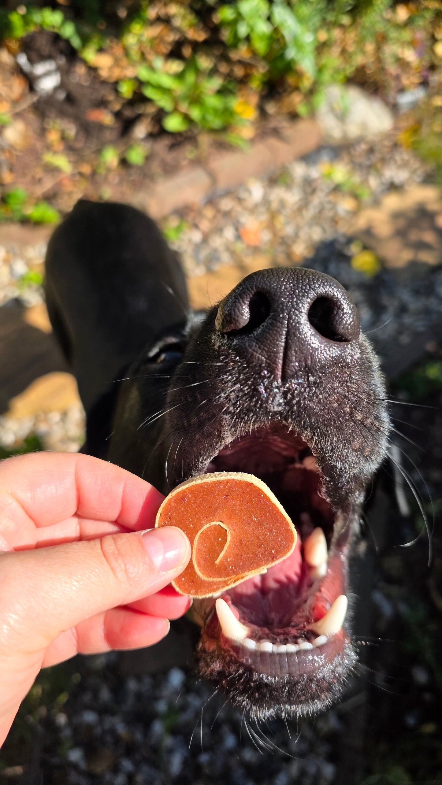 Duck & cod whirls 50g