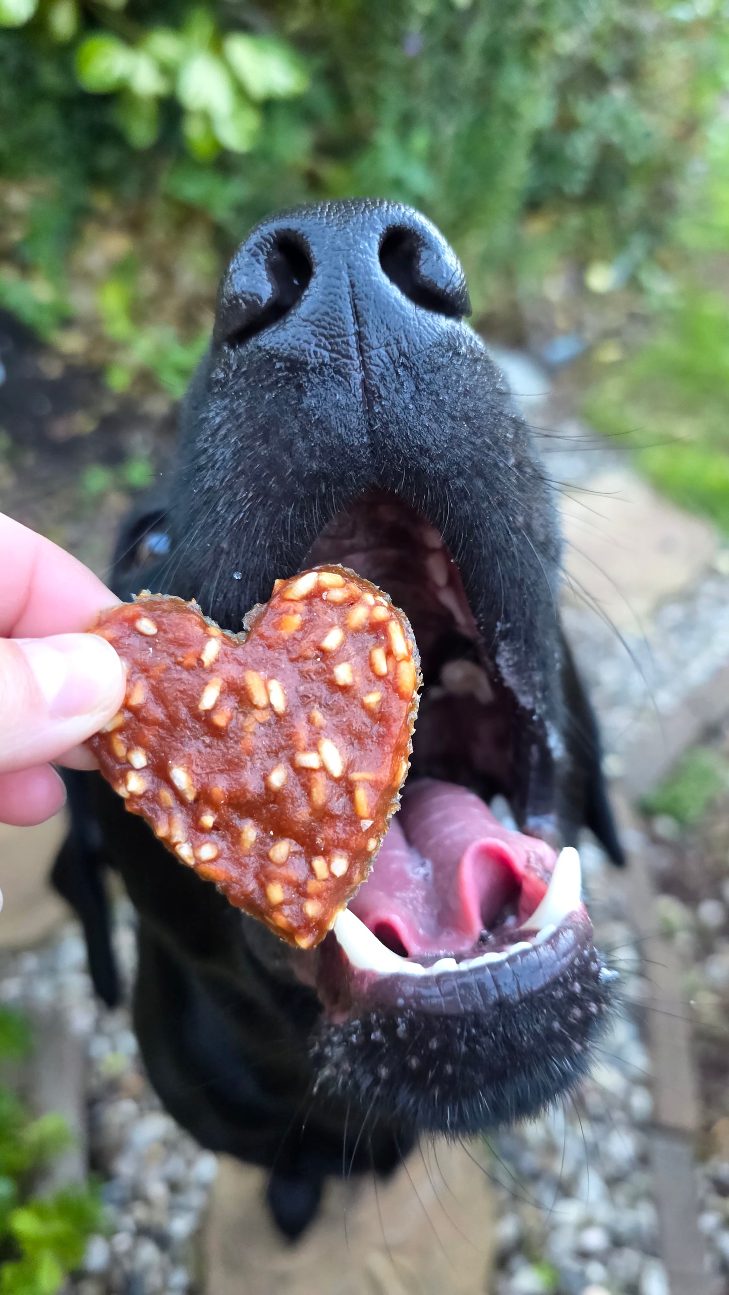 Duck & rice hearts 🦆🍚